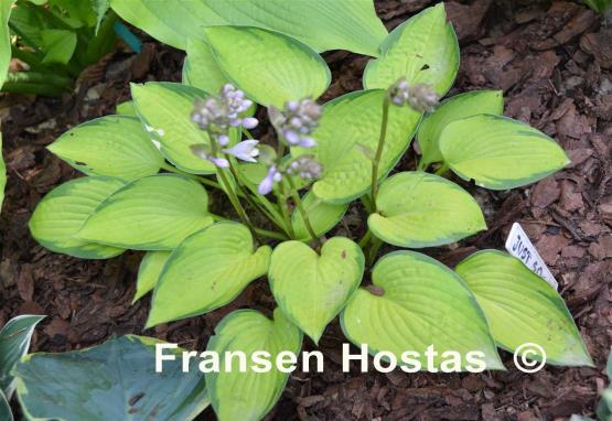 Hosta Just So